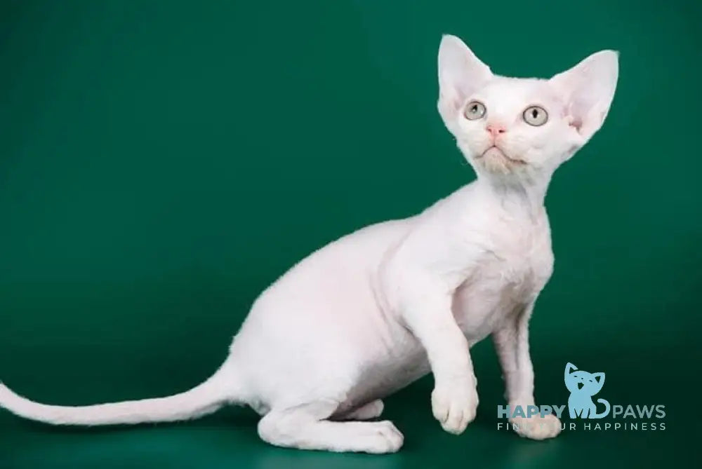 Billy Devon Rex male white live animals