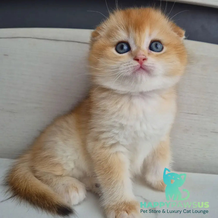 Billy Scottish Fold male black golden chinchilla - live animals