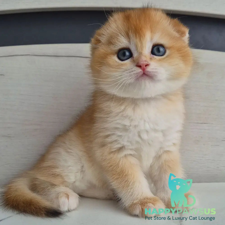Billy Scottish Fold male black golden chinchilla - live animals