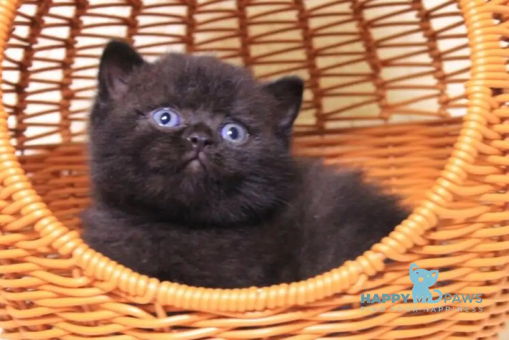 BimBom British Shorthair male black live animals