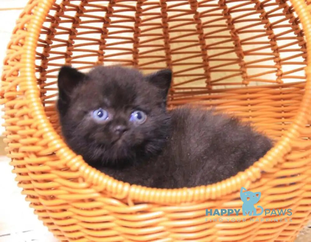 BimBom British Shorthair male black live animals