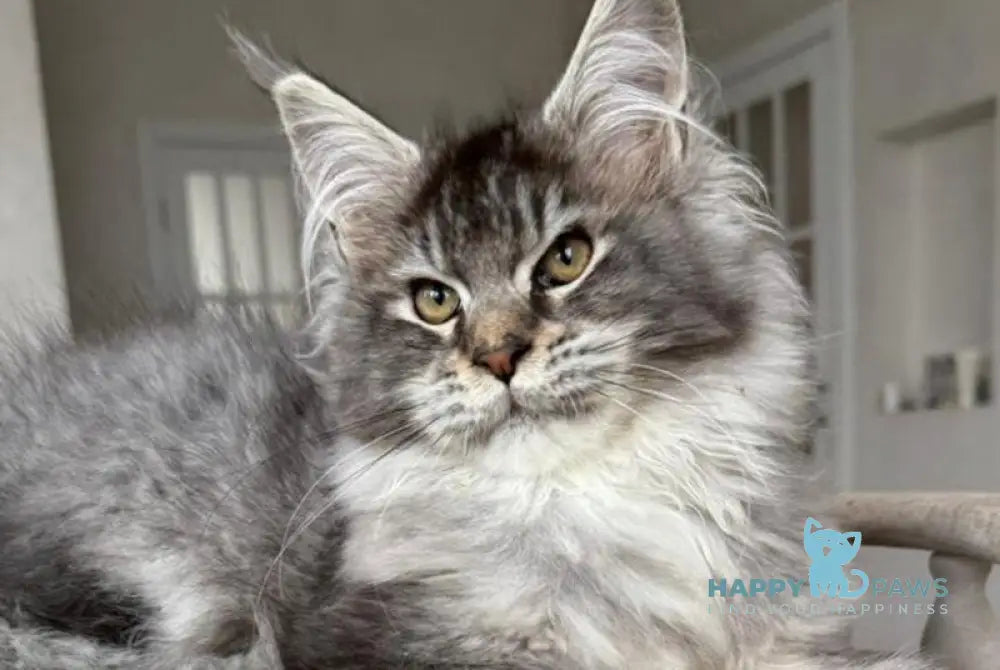 Bimboo Maine Coon female black silver ticked tabby live animals