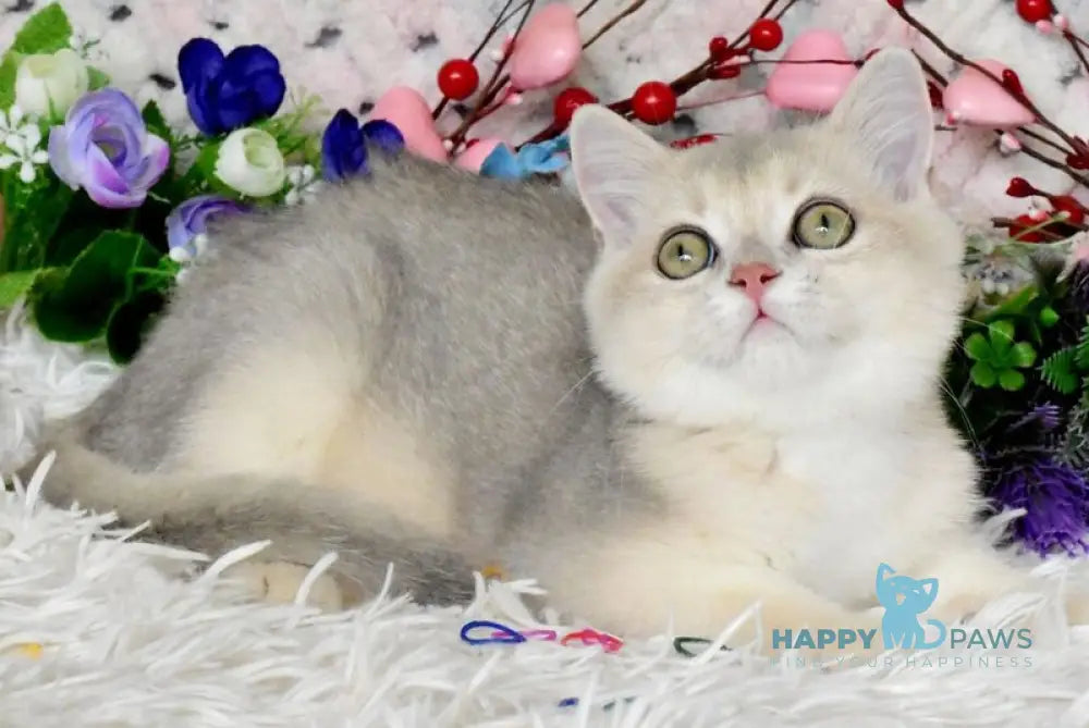 Bingo British Shorthair male blue golden shaded live animals