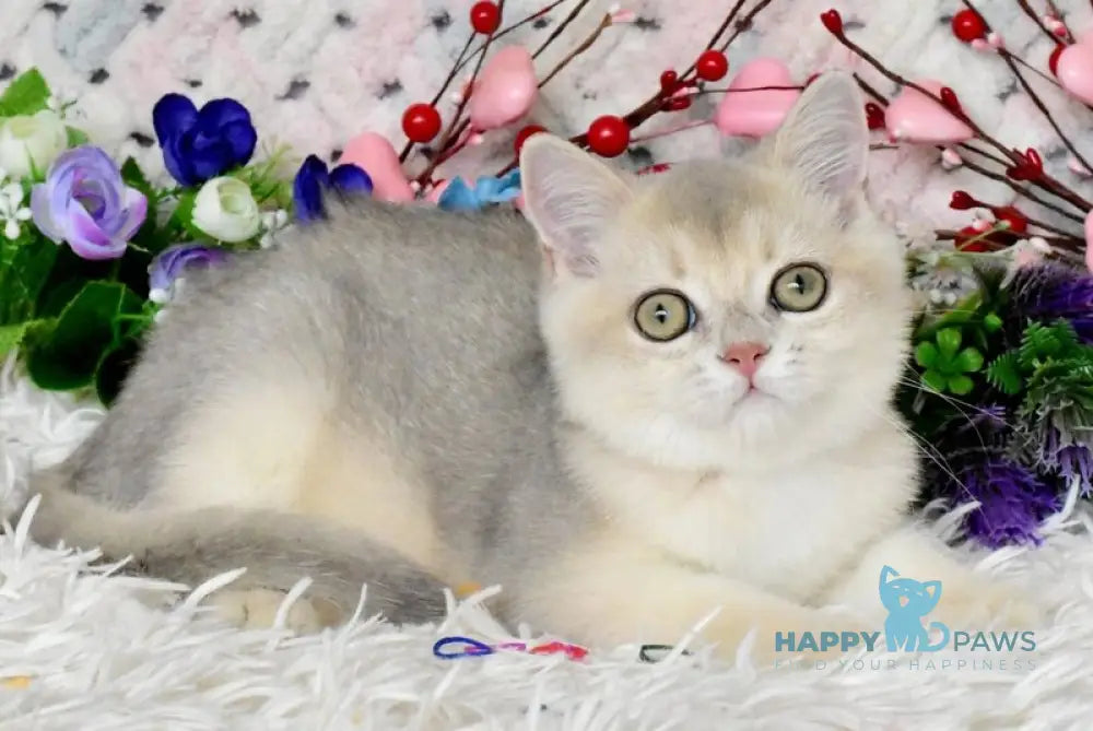 Bingo British Shorthair male blue golden shaded live animals