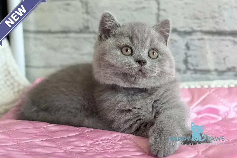 Bingo British Shorthair male blue live animals