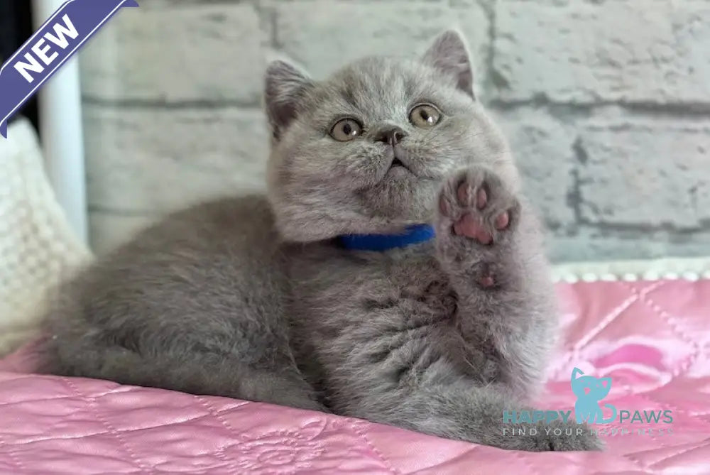 Bingo British Shorthair male blue live animals