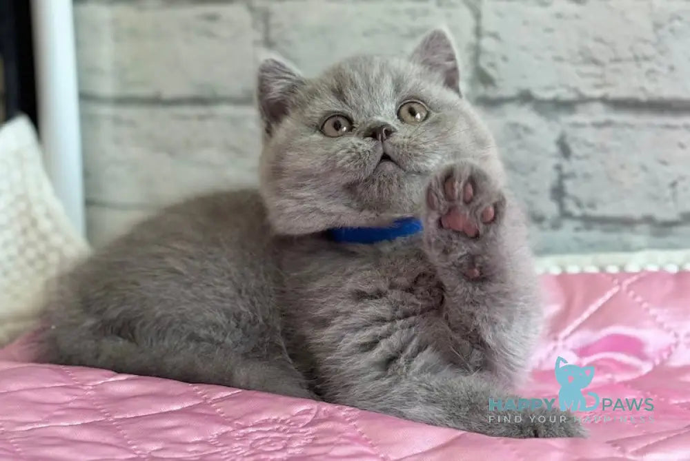 Bingo British Shorthair male blue live animals