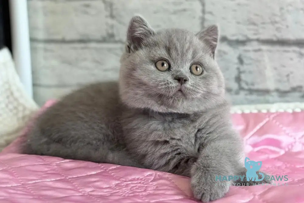 Bingo British Shorthair male blue live animals