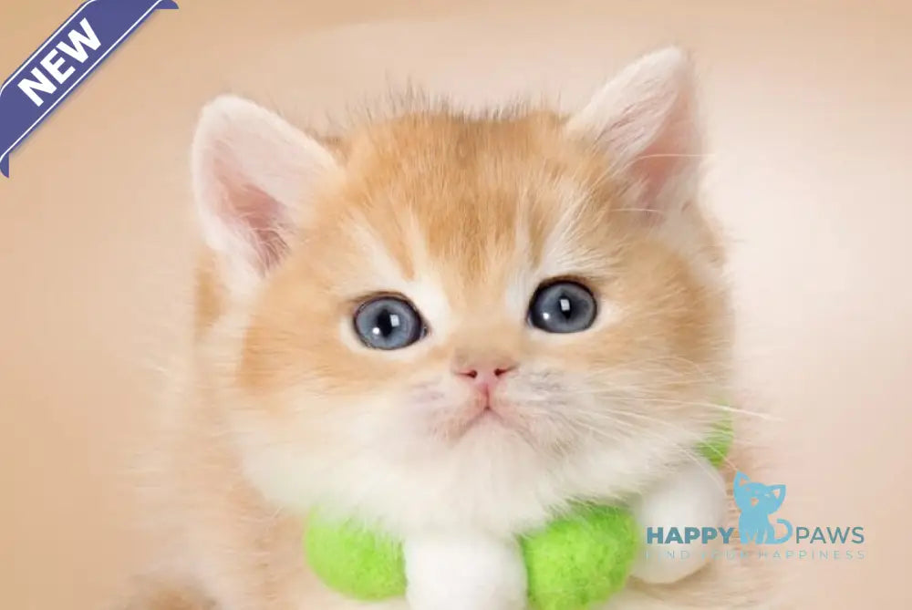 Binkley British Shorthair male black golden shaded live animals