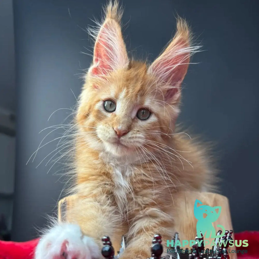 Biscuit Maine Coon male red spotted tabby bicolour - live animals