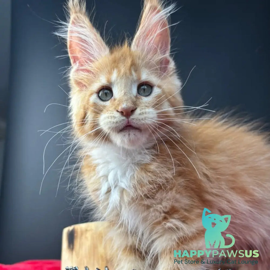 Biscuit Maine Coon male red spotted tabby bicolour - live animals