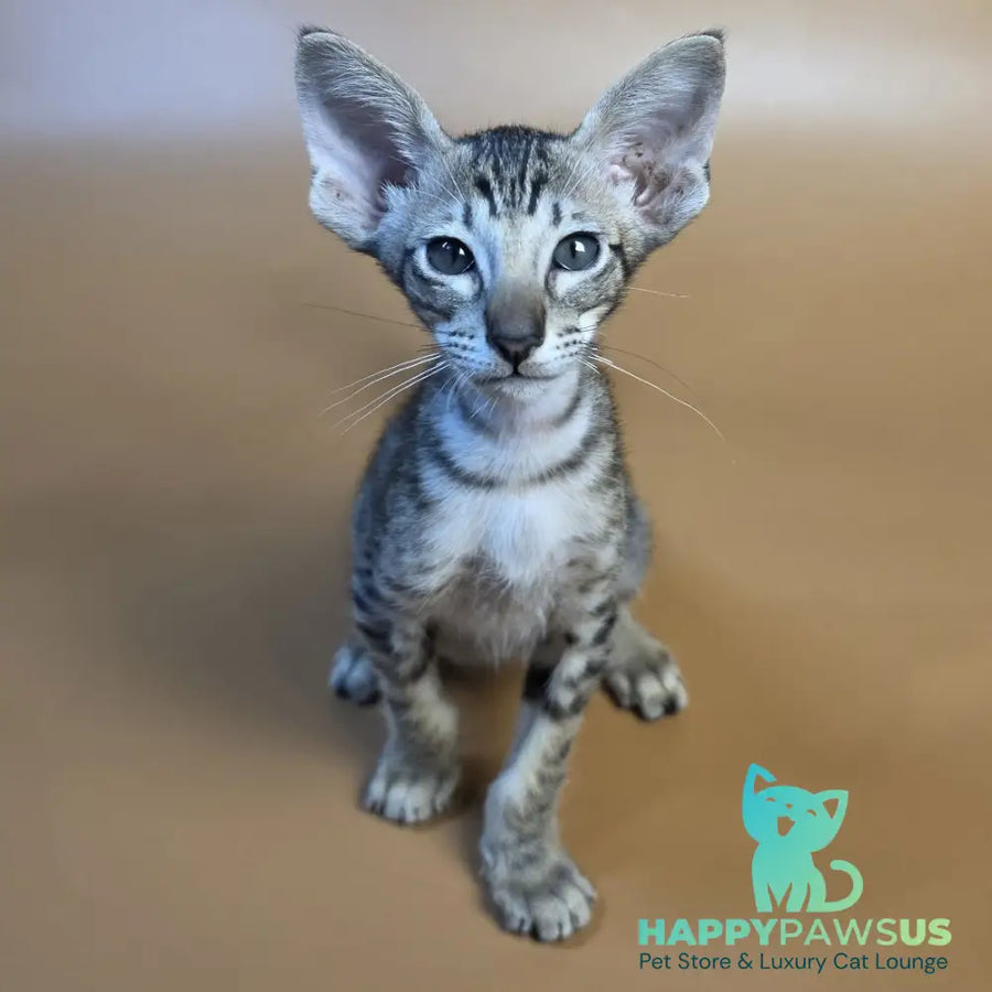 Biscuit Oriental Shorthair male black spotted tabby - live animals