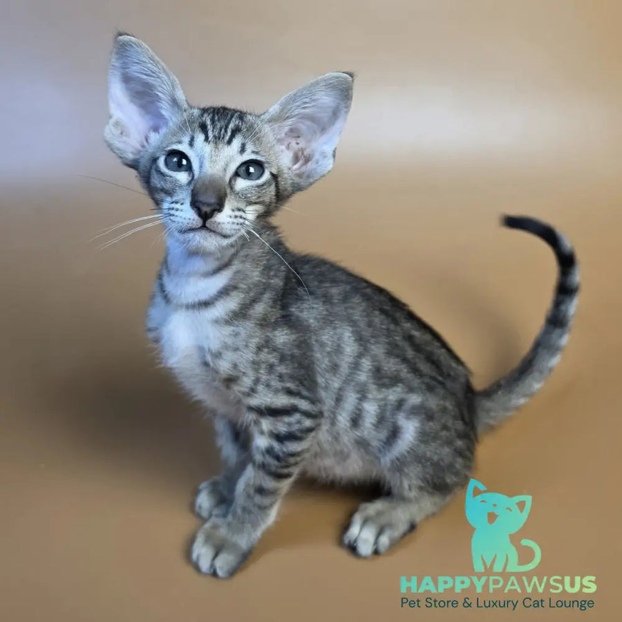 Biscuit Oriental Shorthair male black spotted tabby - live animals