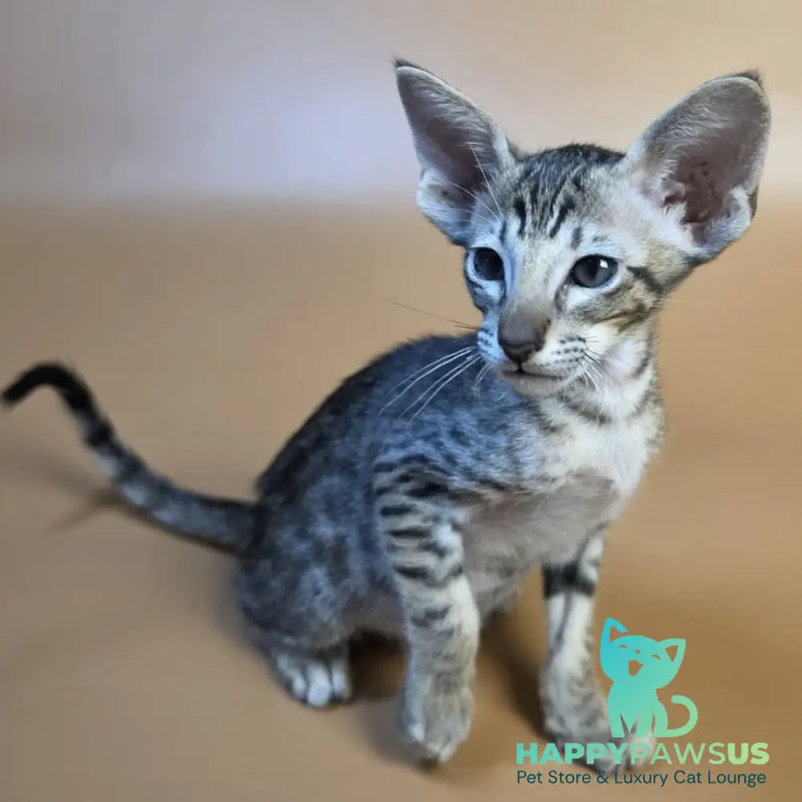 Biscuit Oriental Shorthair male black spotted tabby - live animals