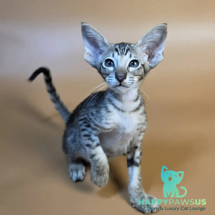Biscuit Oriental Shorthair male black spotted tabby - live animals
