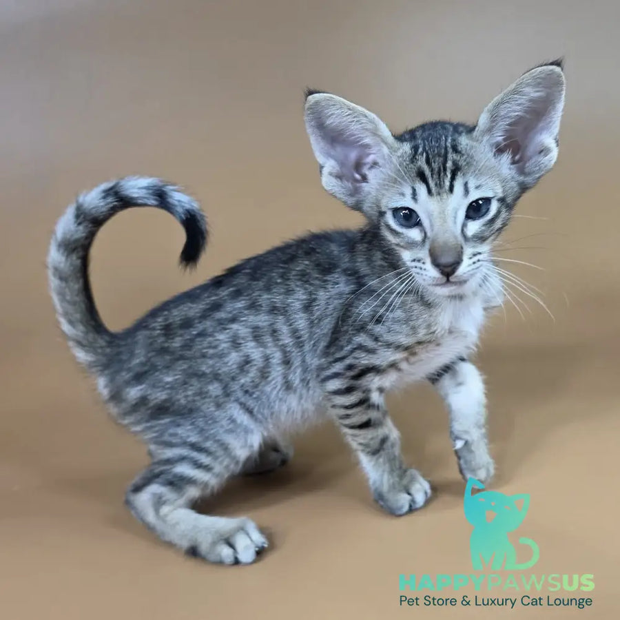 Biscuit Oriental Shorthair male black spotted tabby - live animals
