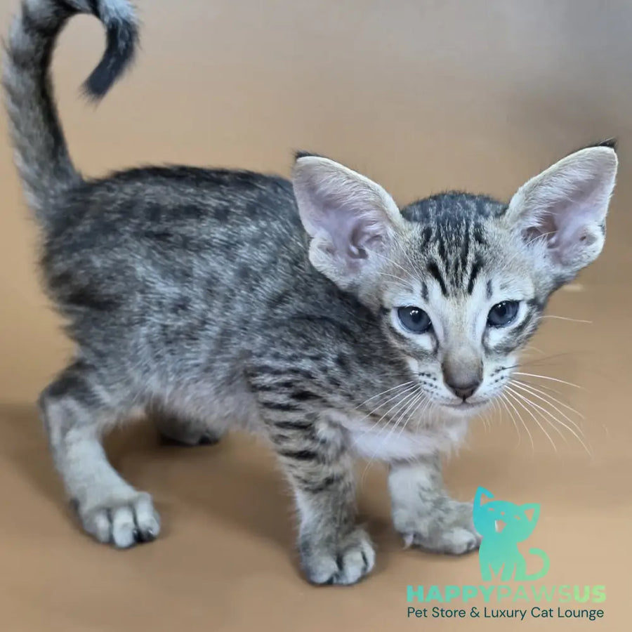 Biscuit Oriental Shorthair male black spotted tabby - live animals