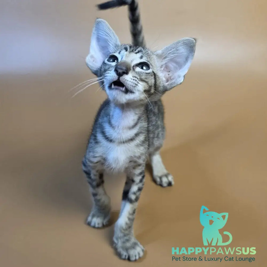 Biscuit Oriental Shorthair male black spotted tabby - live animals