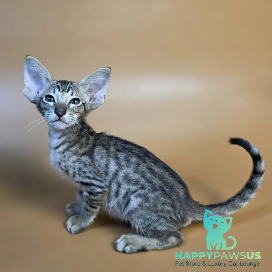 Biscuit Oriental Shorthair male black spotted tabby - live animals
