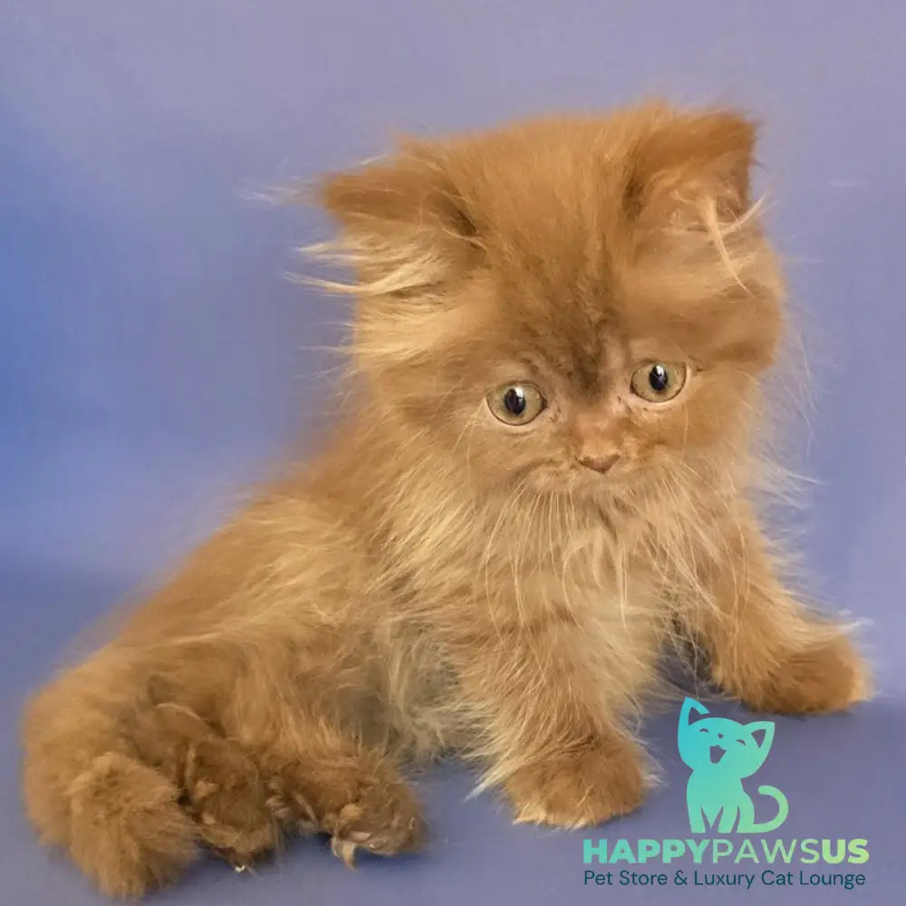 Biscuit Scottish Fold male cinnamon - live animals