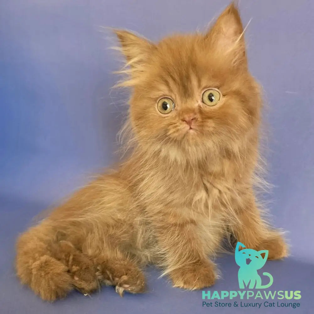 Biscuit Scottish Fold male cinnamon - live animals