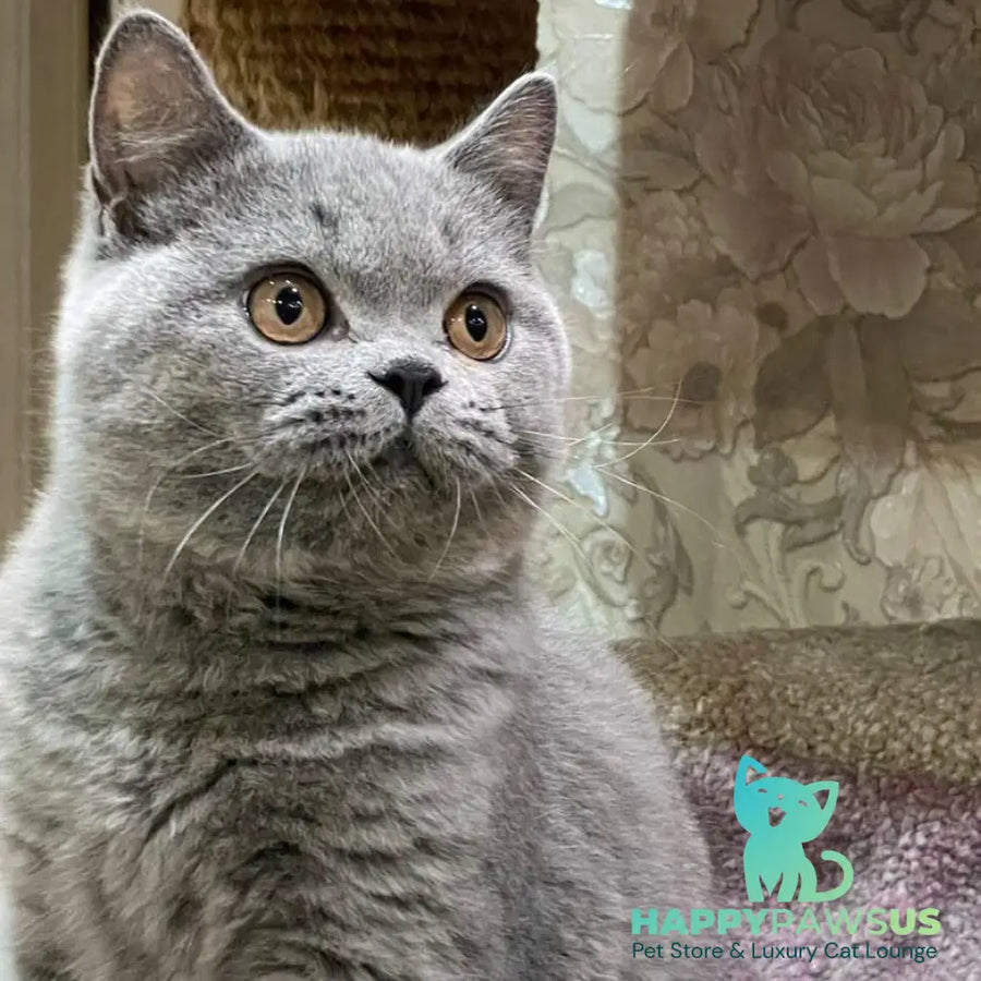 Bismark British Shorthair male blue - live animals