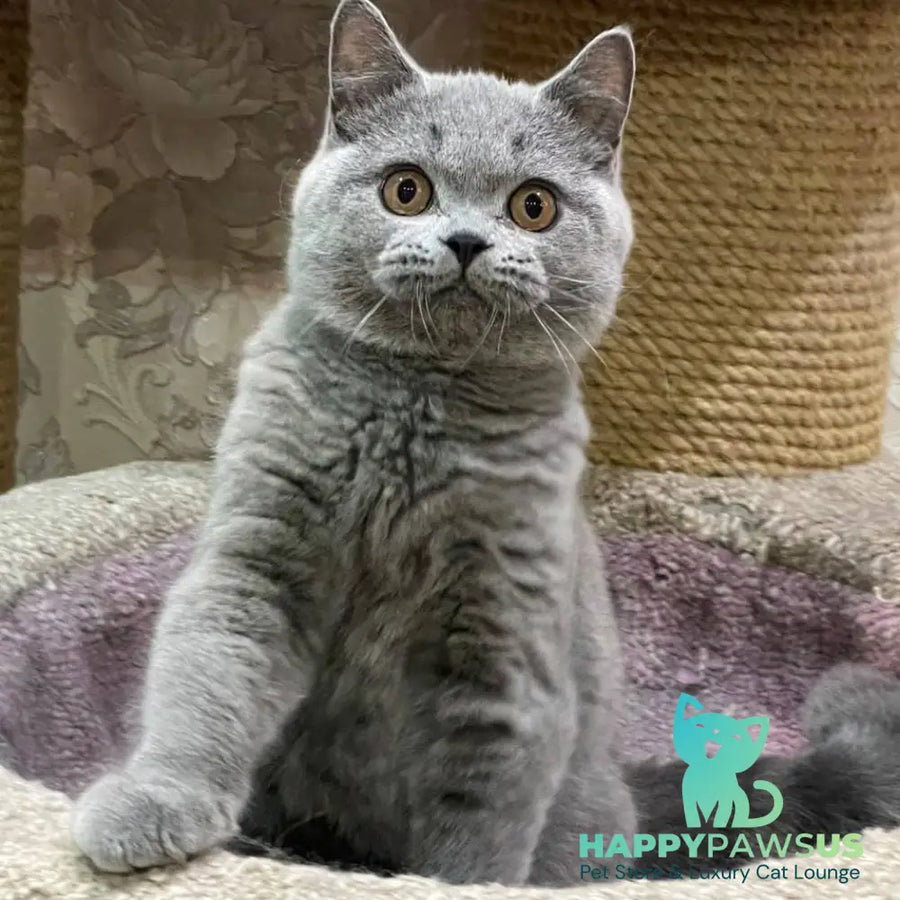 Bismark British Shorthair male blue - live animals