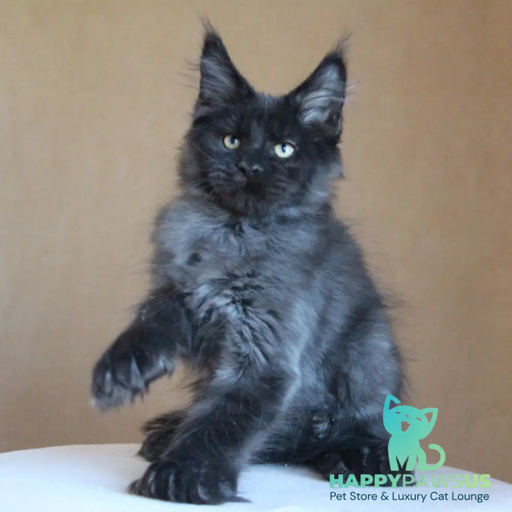 Bison Maine Coon polydactyl 6x6x6x6 male black silver - live animals