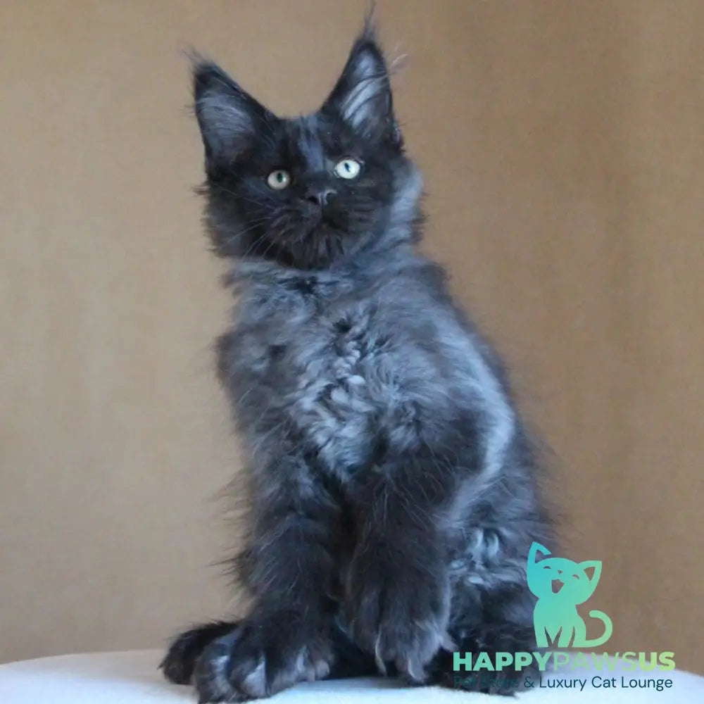 Bison Maine Coon polydactyl 6x6x6x6 male black silver - live animals