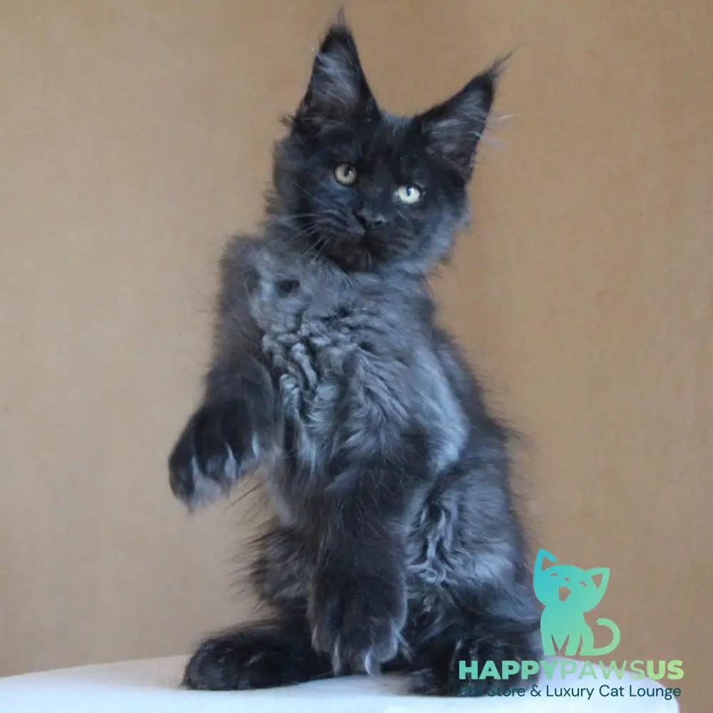 Bison Maine Coon polydactyl 6x6x6x6 male black silver - live animals