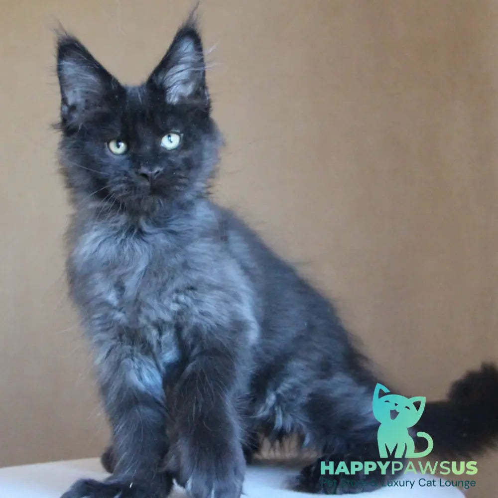 Bison Maine Coon polydactyl 6x6x6x6 male black silver - live animals
