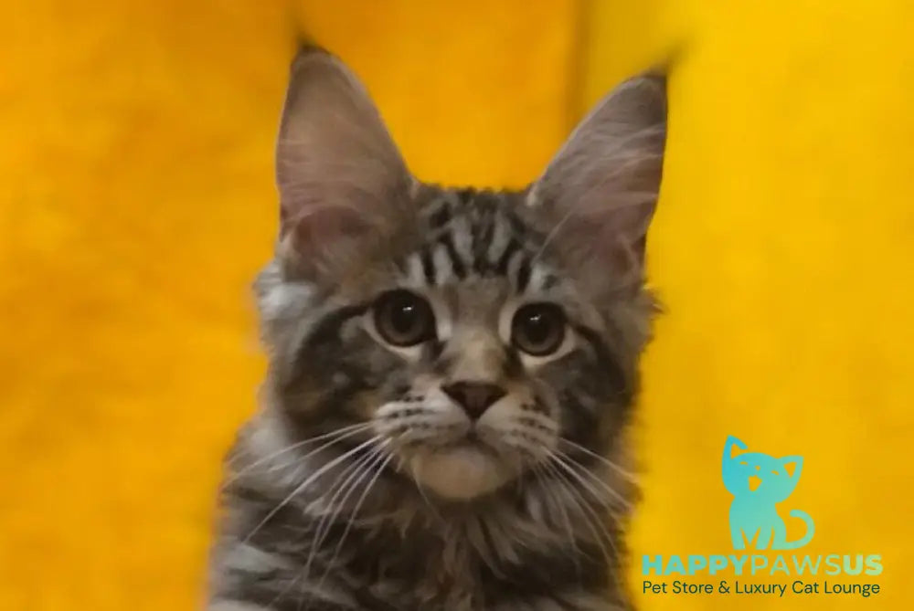 Bitkoin Maine Coon male black tabby live animals