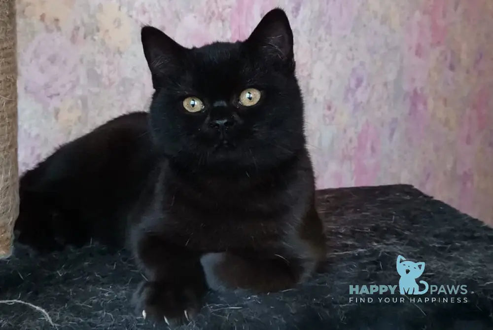 Black British Shorthair male black live animals