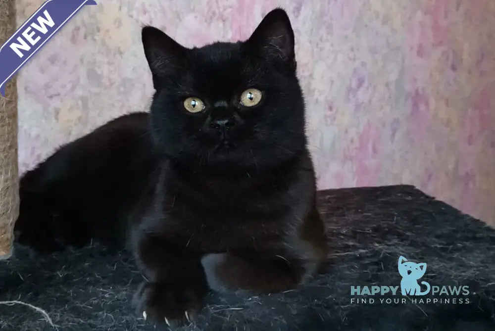 Black British Shorthair male black live animals