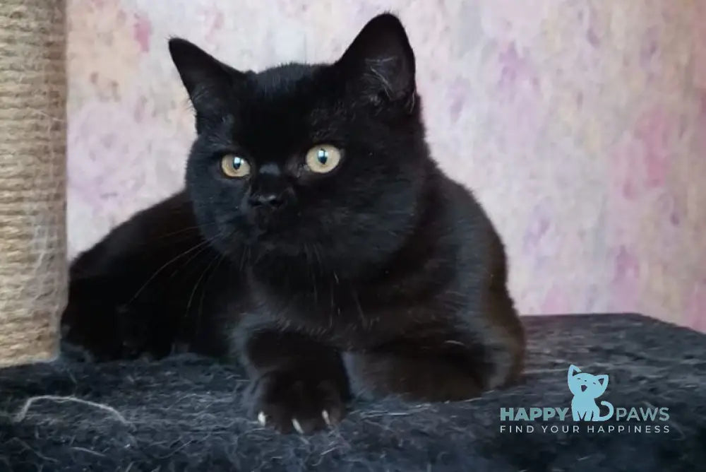 Black British Shorthair male black live animals