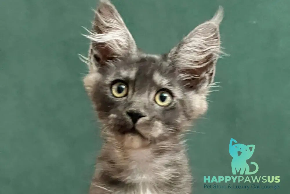 Blackwood Maine Coon male black silver live animals