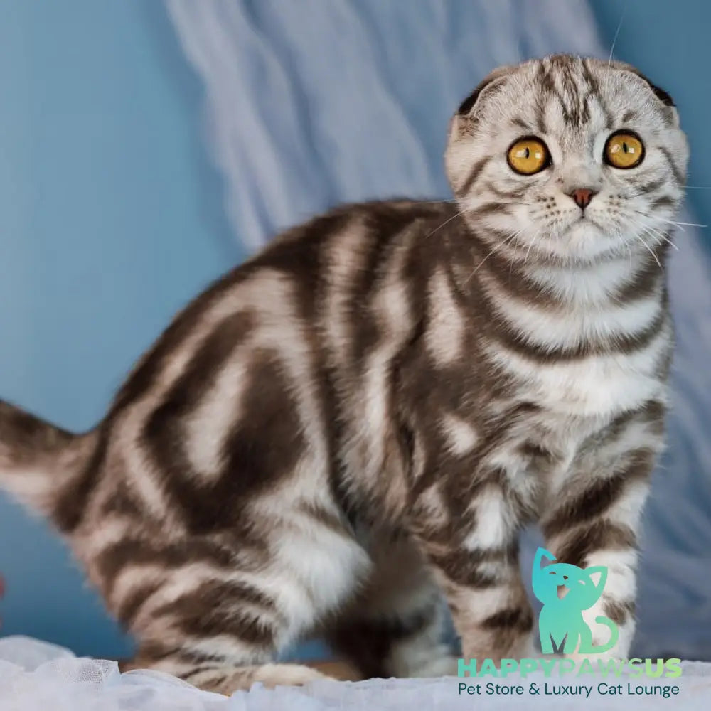 Blair Scottish Fold male black silver tabby - live animals