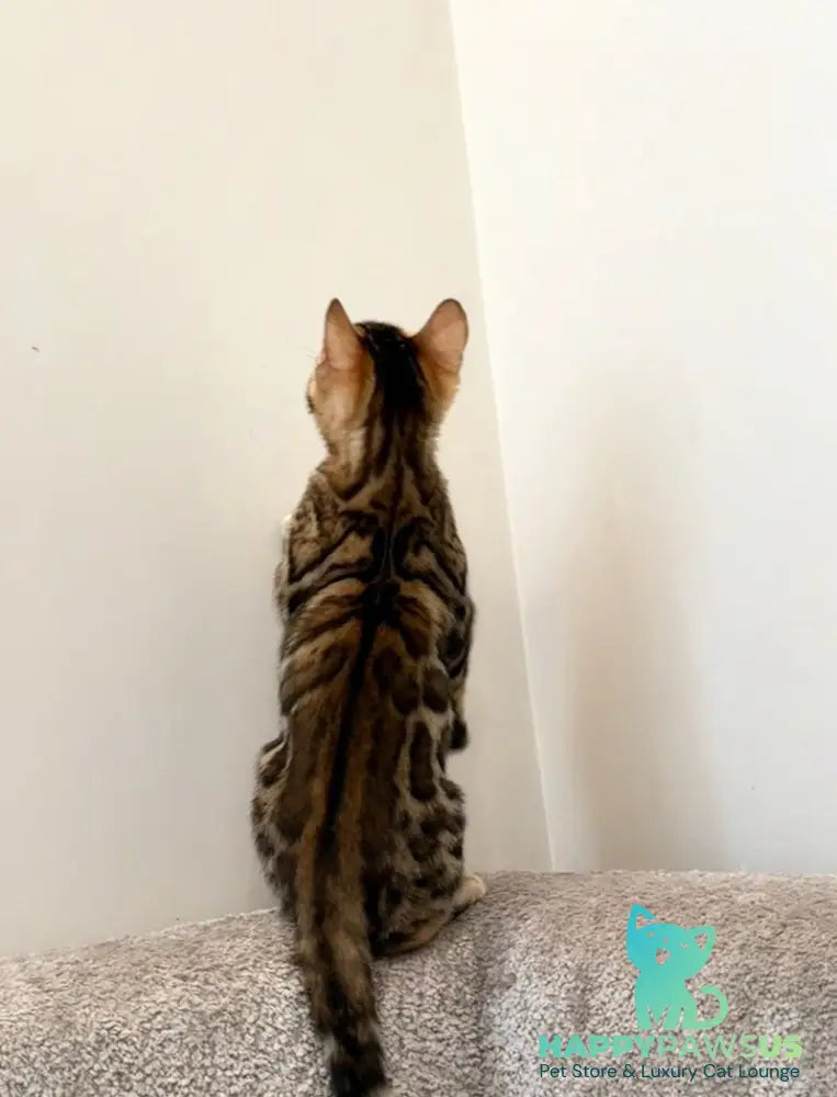 Blake Bengal male black spotted tabby - live animals