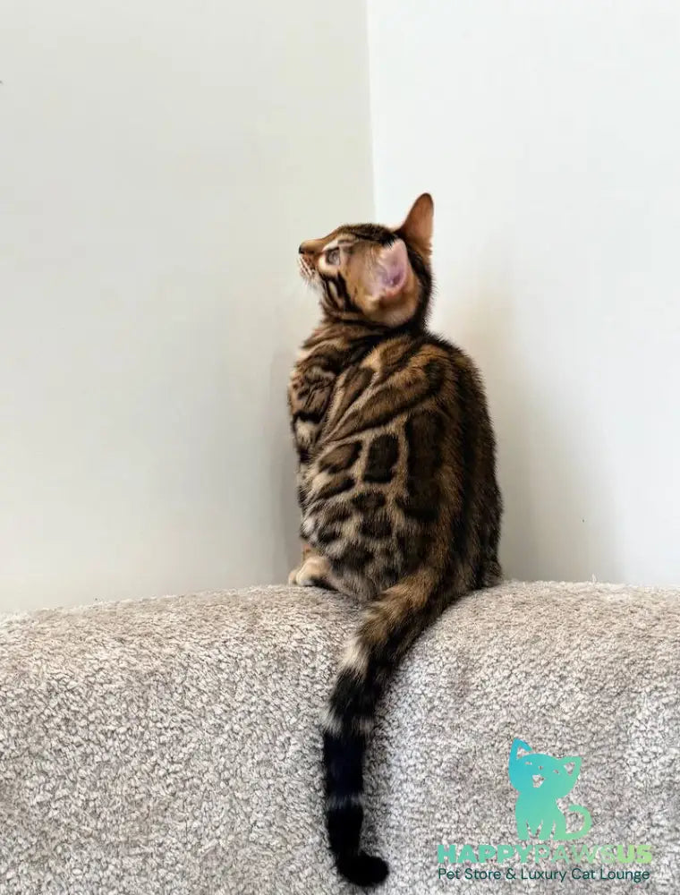 Blake Bengal male black spotted tabby - live animals