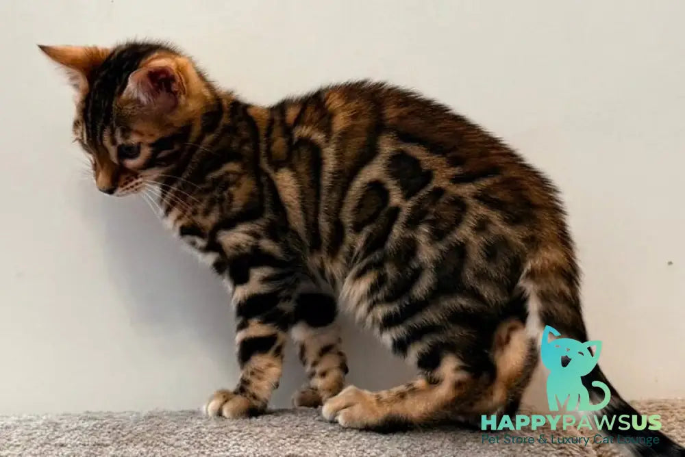 Blake Bengal male black spotted tabby - live animals