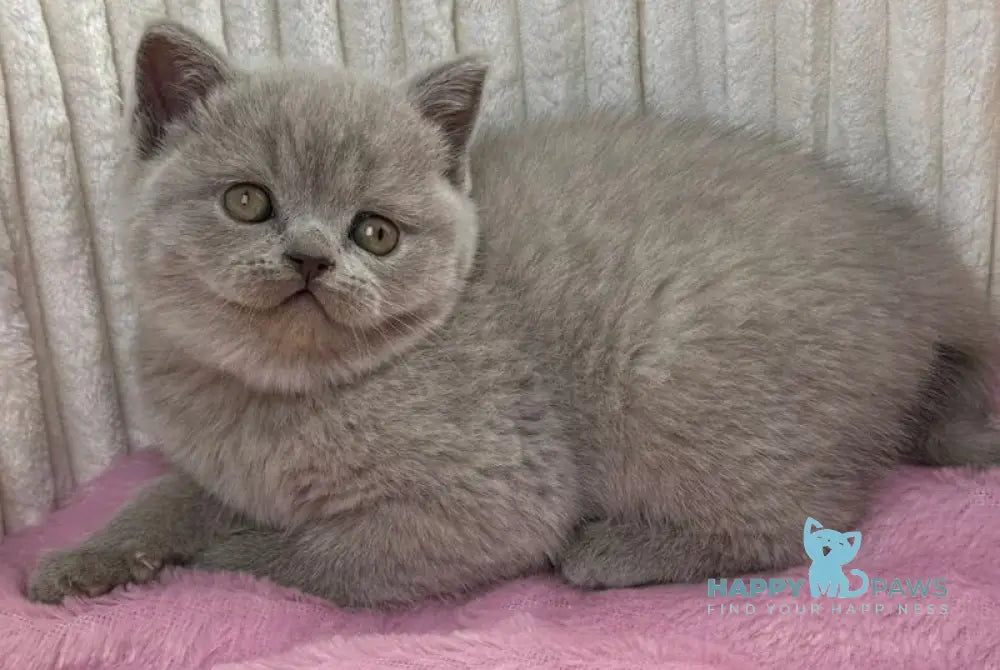 Blanca Scottish Straight female lilac live animals