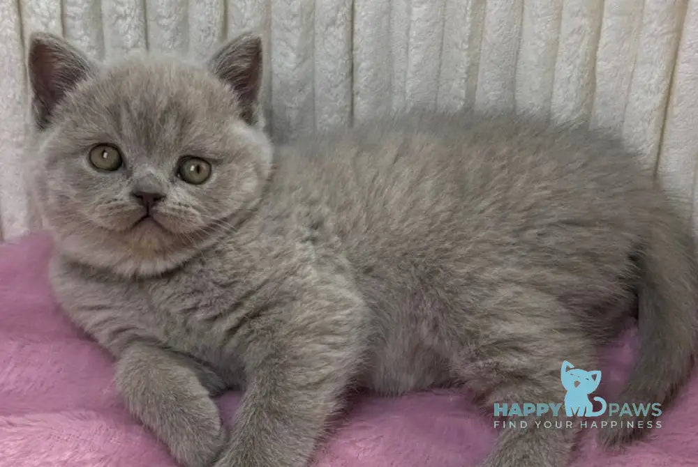 Blanca Scottish Straight female lilac live animals