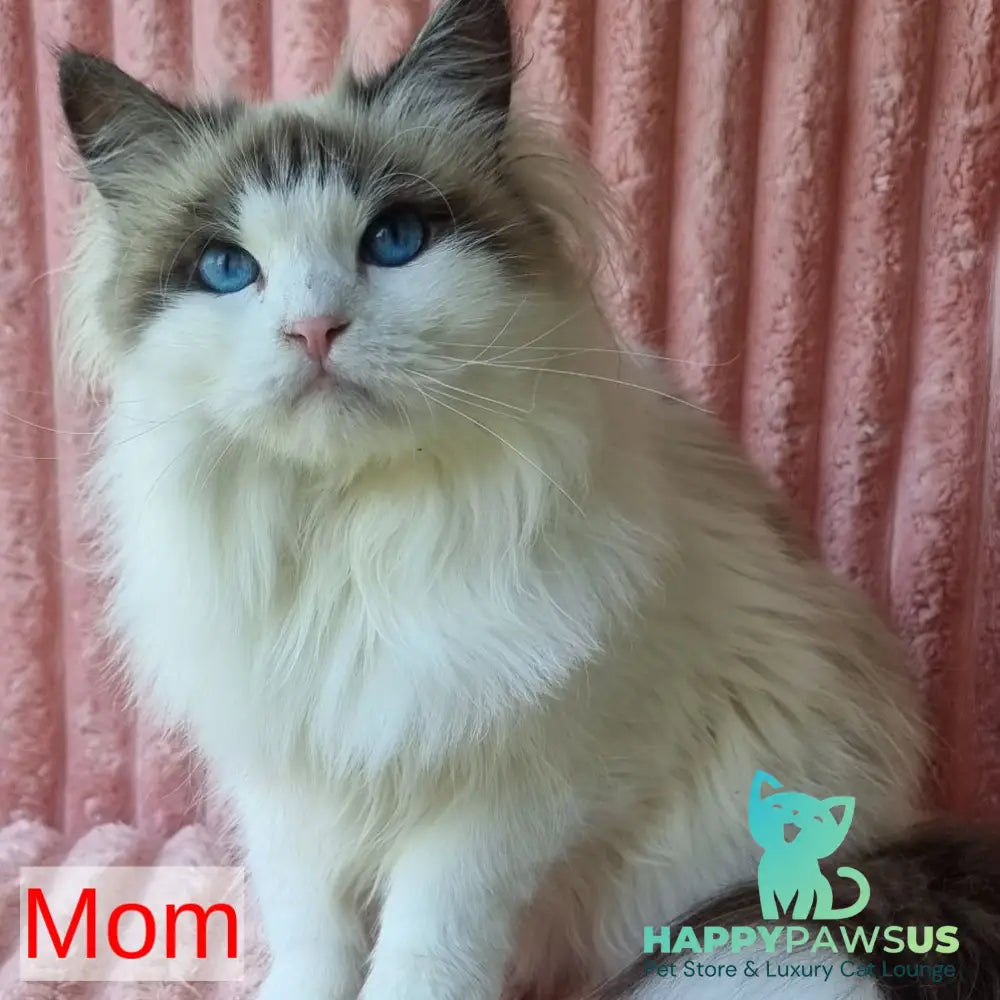 Blanka Siberian female black tabby pointed - live animals