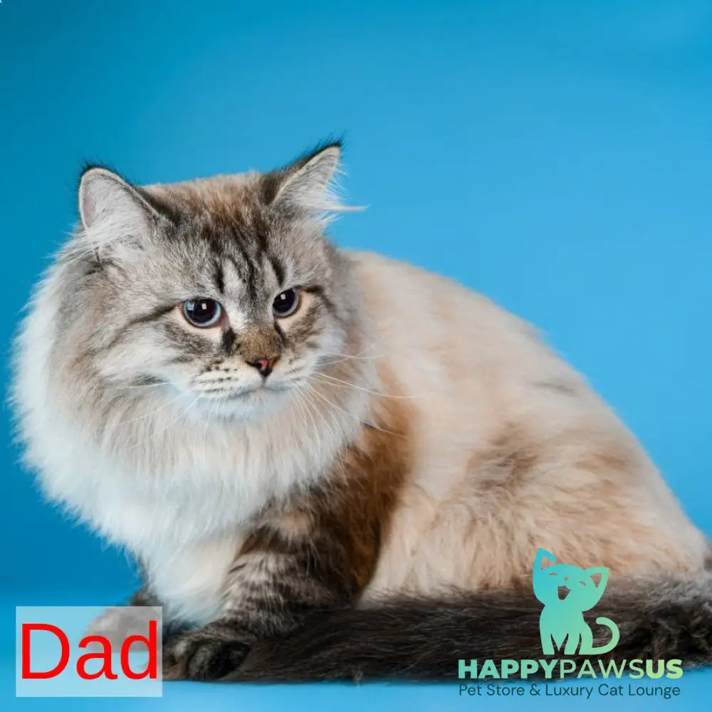 Blanka Siberian female black tabby pointed - live animals