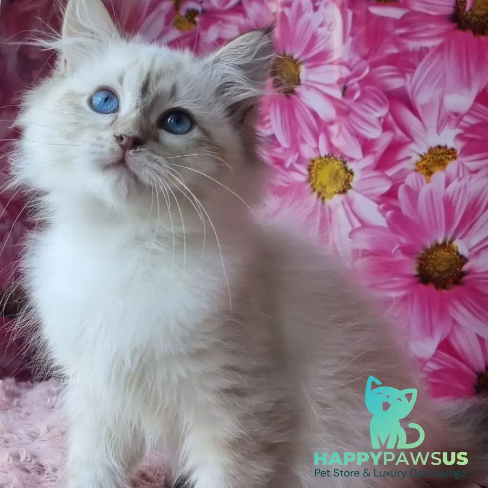 Blanka Siberian female black tabby pointed - live animals