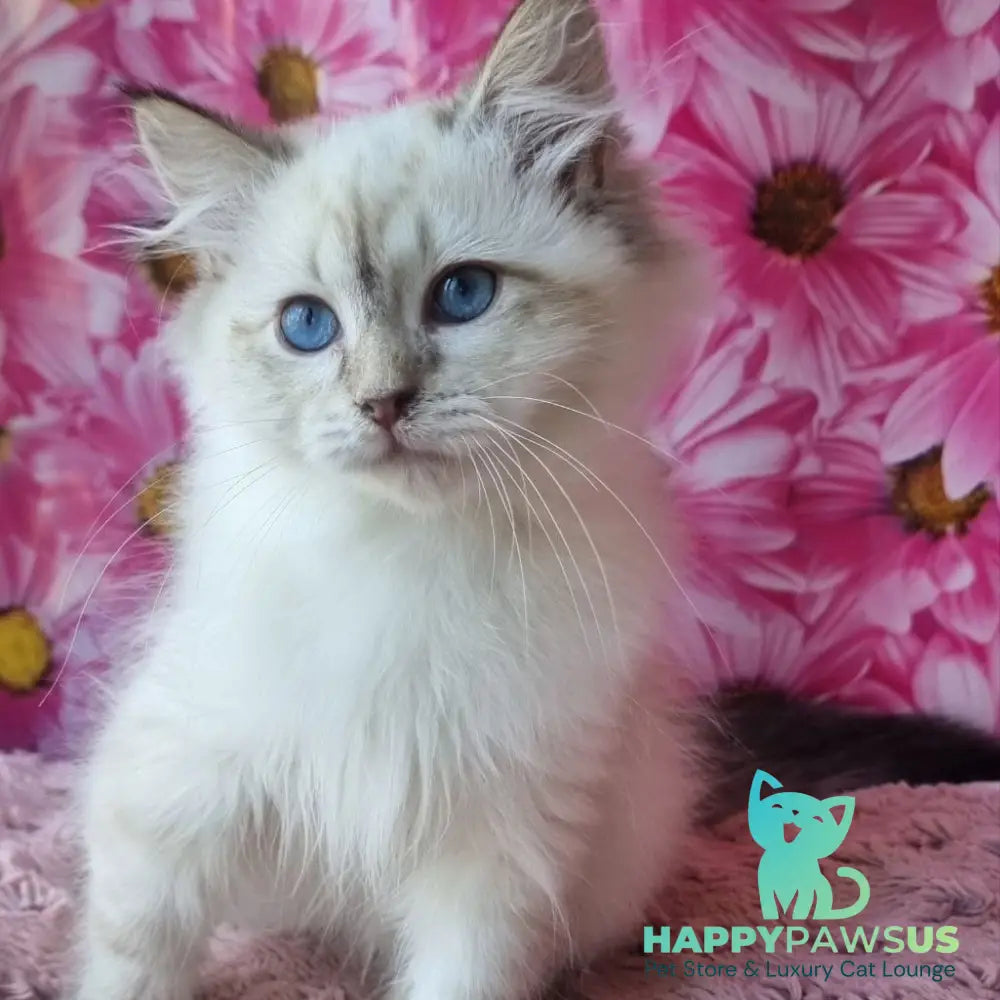 Blanka Siberian female black tabby pointed - live animals