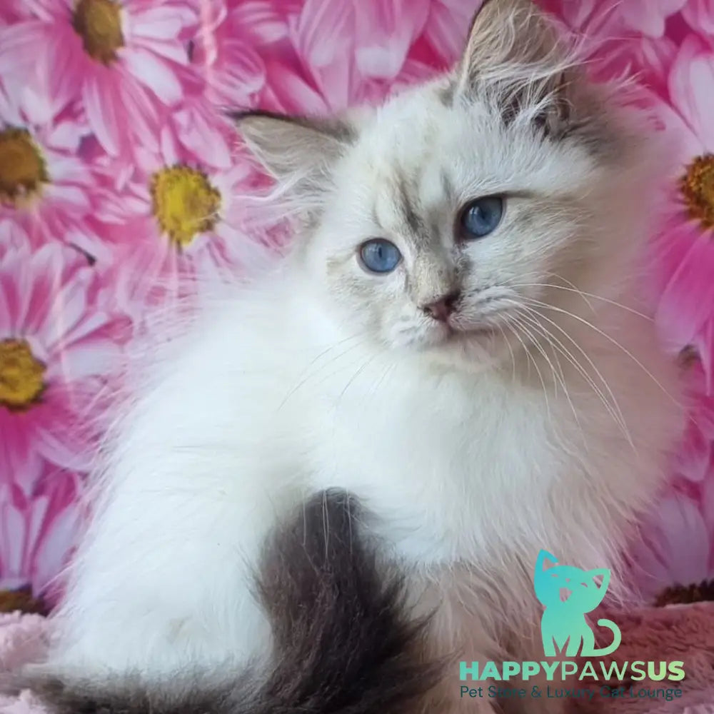 Blanka Siberian female black tabby pointed - live animals