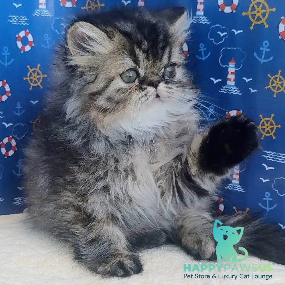 Bless Persian female black tortie - live animals