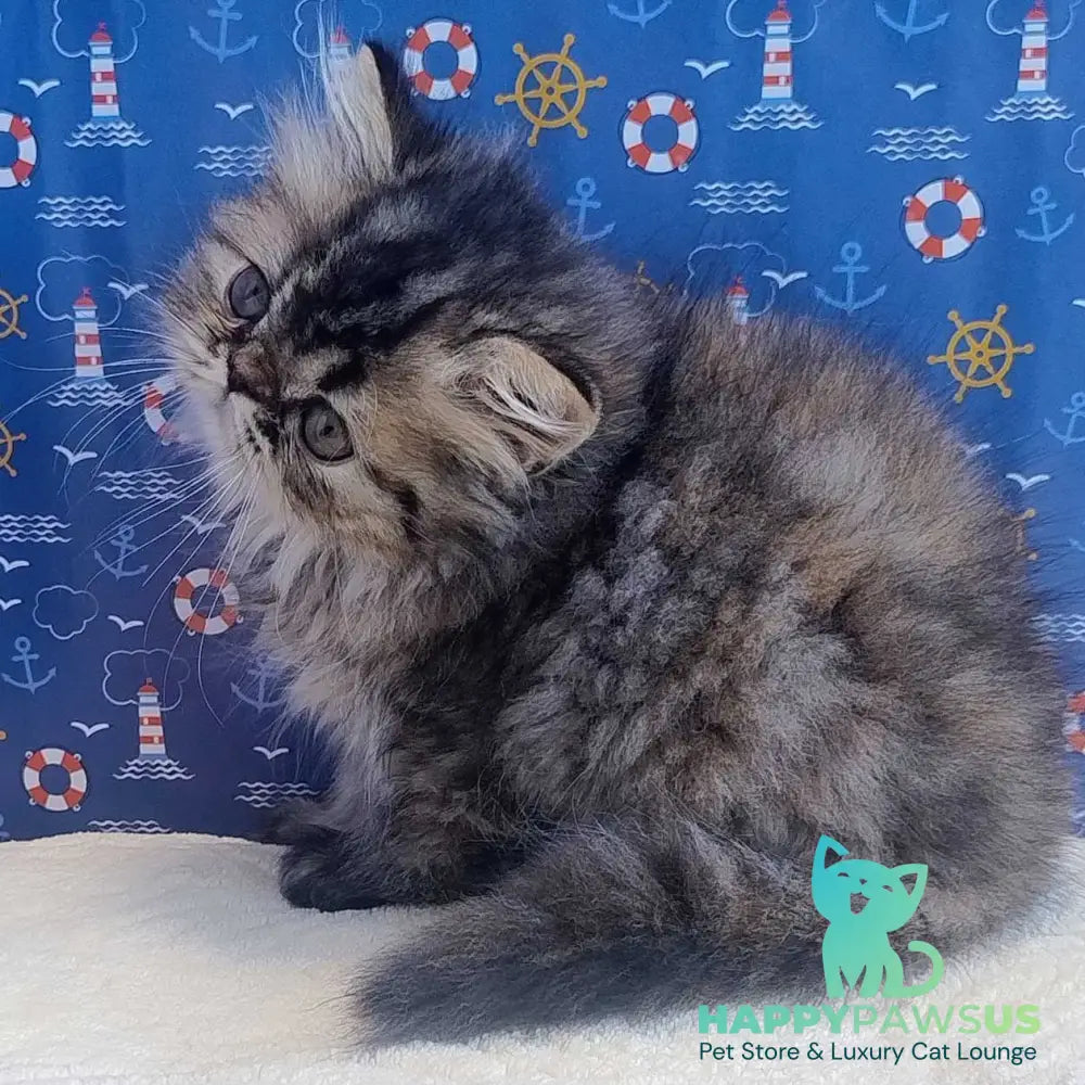 Bless Persian female black tortie - live animals