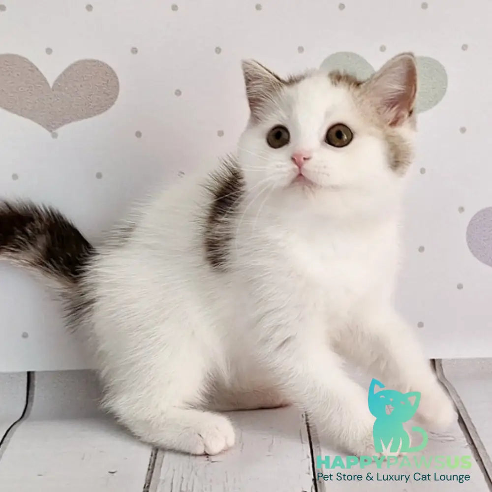 Blondy Scottish Straight male chocolate silver tabby harlequin - live animals